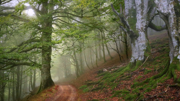 Картинка природа дороги дорога лес