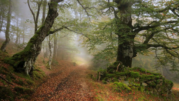 Картинка природа дороги лес осень