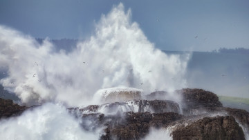 Картинка природа стихия чайки волна