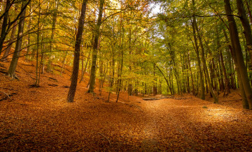 Картинка природа лес простор