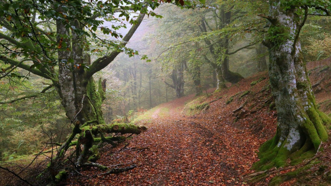 Обои картинки фото природа, дороги, туман, лес