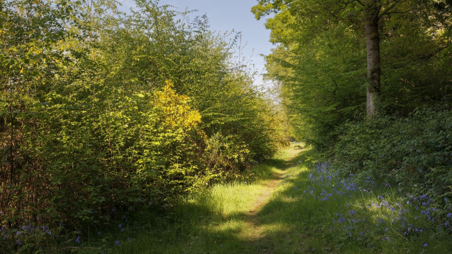 Обои картинки фото природа, лес, кусты, тропа