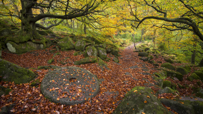 Обои картинки фото природа, реки, озера, камни, лес