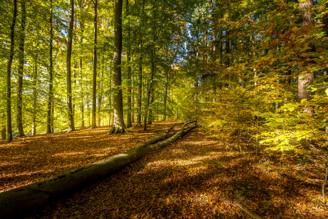 Обои картинки фото природа, лес, простор