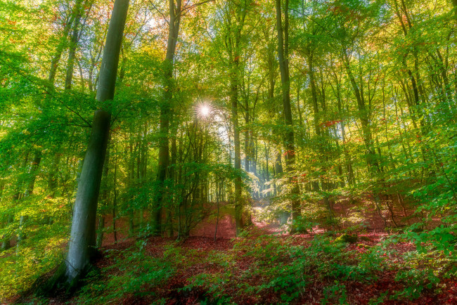 Обои картинки фото природа, лес, простор