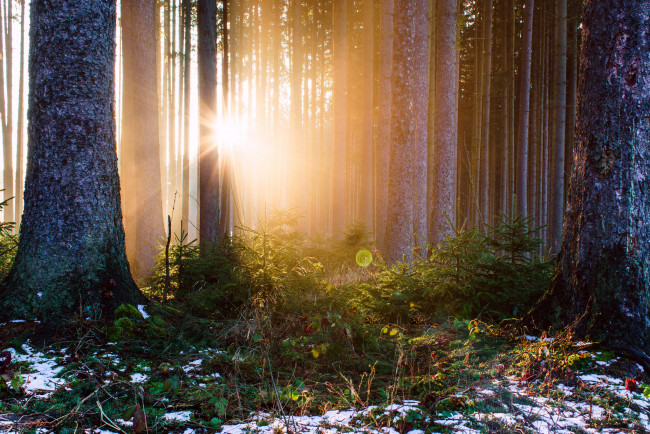 Обои картинки фото природа, лес, простор