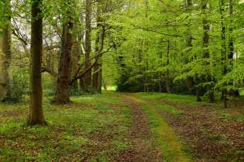 Картинка природа лес деревья дорожка лето