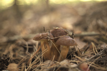 Картинка природа грибы грибная семейка