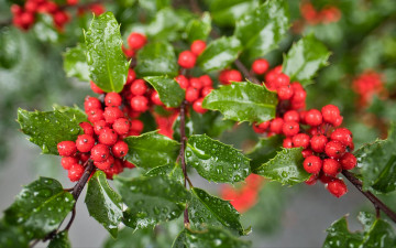 Картинка mistletoe+berries омела природа ягоды mistletoe berries