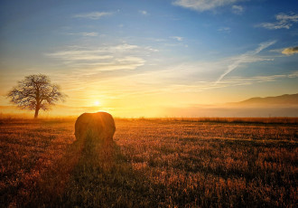 обоя природа, поля, небо, облака, солнце, рассвет, туман, дерево, поле, горы, сноп, сена