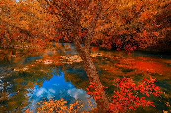 обоя разное, компьютерный дизайн, осень, лес, озеро, деревья, листья