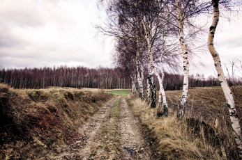 обоя природа, дороги, дорога, поля, лес, березы