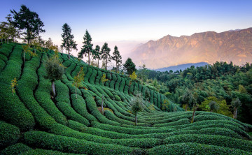 обоя природа, поля, тайвань, чайная, плантация