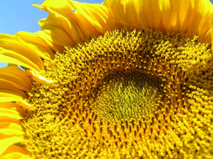 Картинка цветы подсолнухи