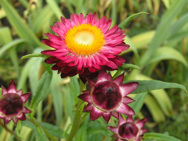 Обои картинки фото цветы, бессмертник