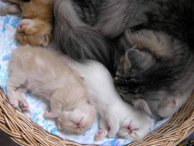 Обои картинки фото животные, коты