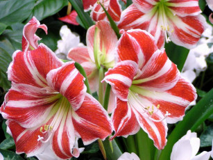 Картинка цветы амариллисы гиппеаструмы