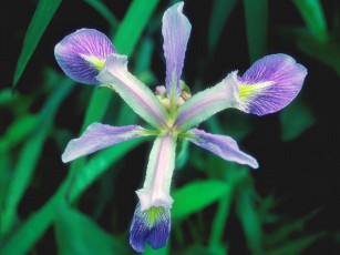 Картинка цветы ирисы