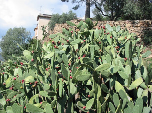 Картинка цветы кактусы