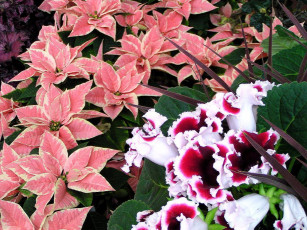 Картинка цветы разные вместе