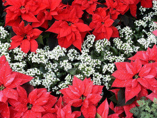 Картинка цветы разные вместе