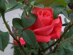 Картинка цветы розы