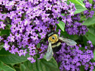 Картинка животные пчелы осы шмели