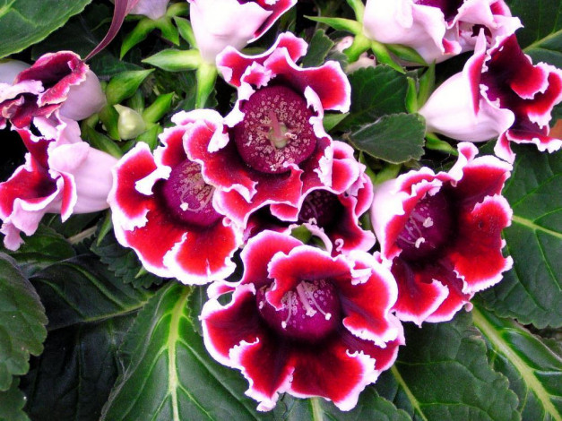 Обои картинки фото цветы, глоксиния, синнингия