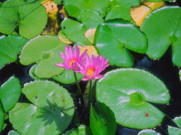 Обои картинки фото цветы, лилии, водяные, нимфеи, кувшинки