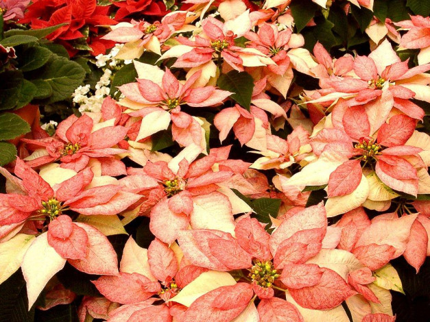 Обои картинки фото цветы, пуансеттия