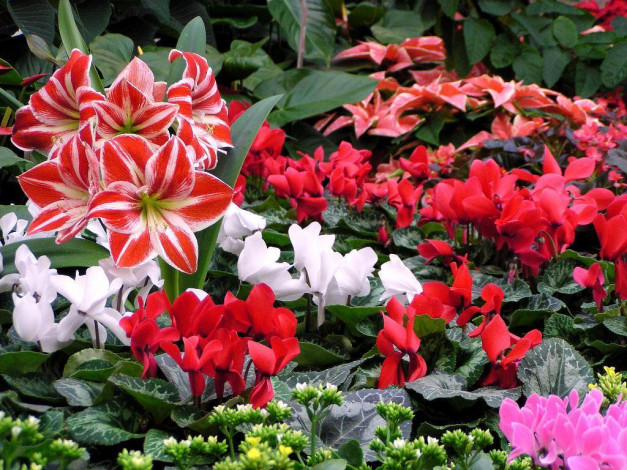 Обои картинки фото цветы, разные, вместе