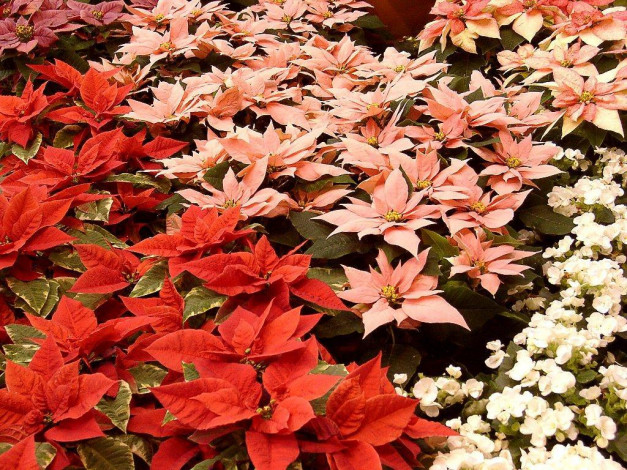 Обои картинки фото цветы, разные, вместе