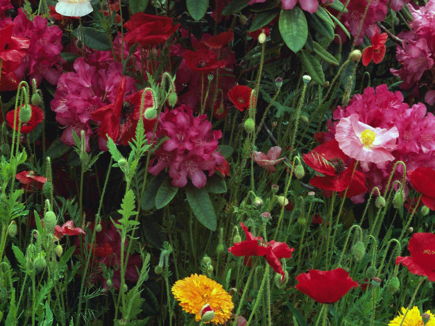 Обои картинки фото цветы, разные, вместе