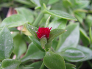 Картинка цветы аизовые