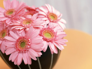 Картинка цветы герберы