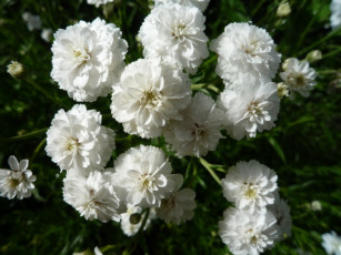 Картинка цветы хризантемы