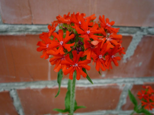 Картинка цветы лантана вербена