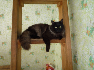 Картинка животные коты