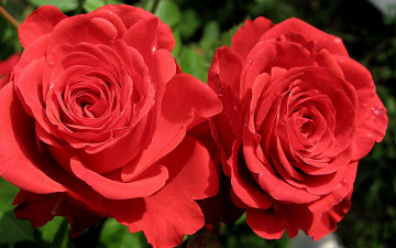 Картинка цветы розы