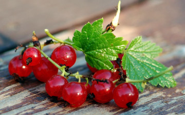 Картинка еда смородина