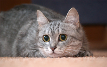 Картинка животные коты