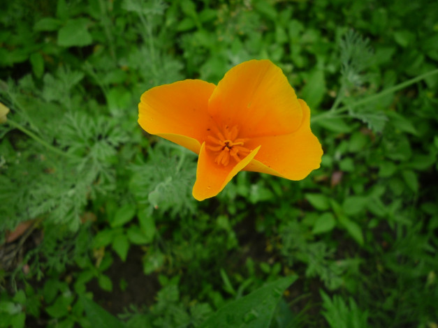 Обои картинки фото цветы, эшшольция