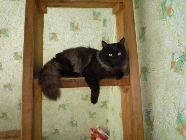 Обои картинки фото животные, коты