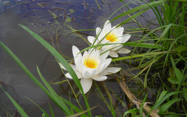 Обои картинки фото цветы, лилии, водяные, нимфеи, кувшинки