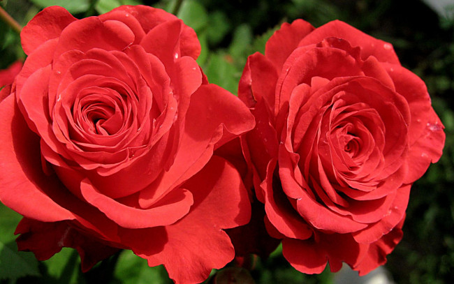 Обои картинки фото цветы, розы