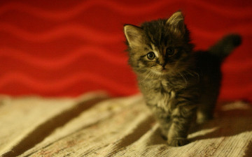 Картинка животные коты