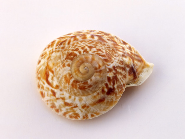 Обои картинки фото разное, ракушки, кораллы, декоративные, spa, камни