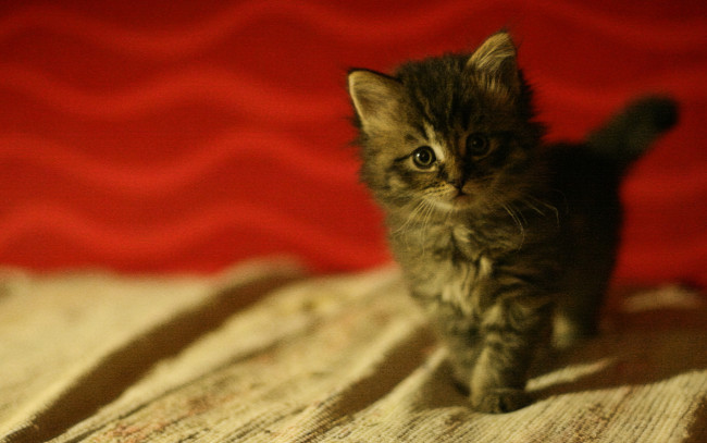 Обои картинки фото животные, коты