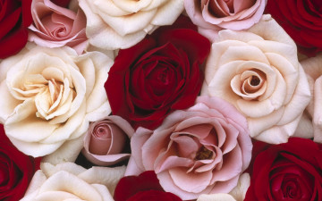 Картинка цветы розы бутоны лепестки