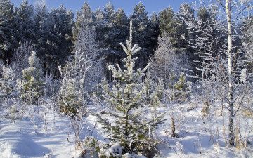 Картинка природа зима снег ели